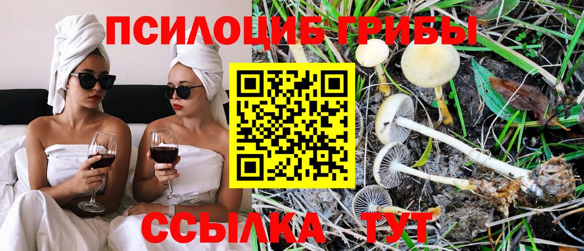 Пятигорск  Псилоцибиновые грибы Psilocybine cubensis  Вход с VPN 