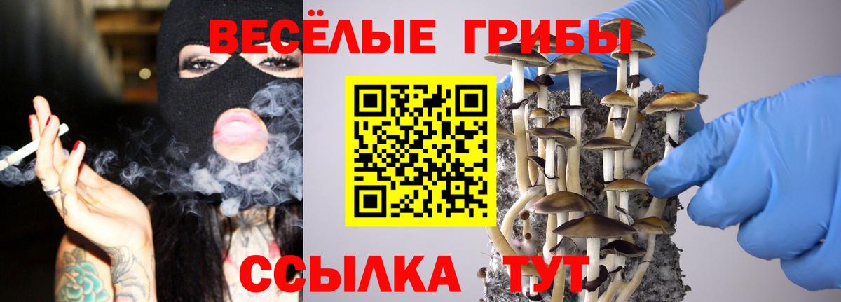 Псилоцибиновые грибы Psilocybe Пятигорск