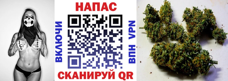 Конопля гибрид  Пятигорск 